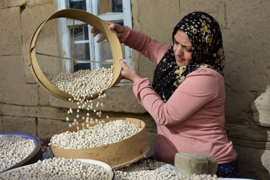 Kelkit Şeker Fasülyenin Kurutulması